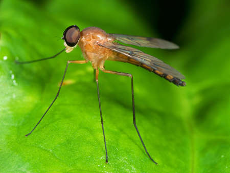 Macro Photography of Orange Robber Fly on Green Leafの写真素材