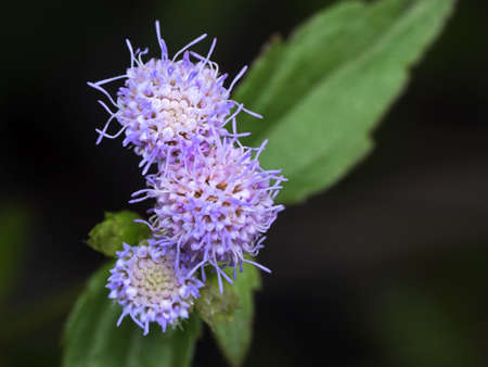 Macro Photography Group of Tiny Purple Flowers Isolated on Nature Background