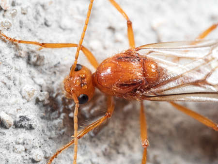 Macro Photography of Head of Orange Insect with Three Ocelli Isolated on White Floor