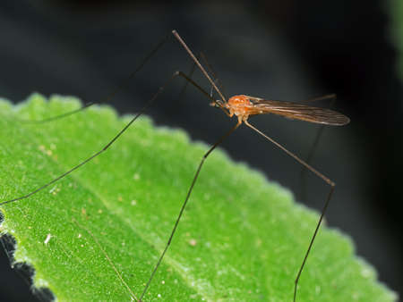 Macro Photography of Orange Crane Fly on Green Leaf Isolated on Nature Background