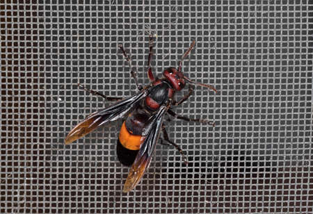 Closeup The Greater Banded Hornet