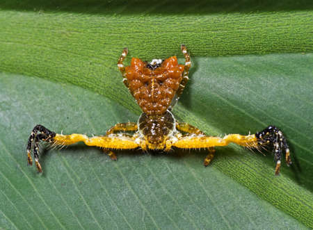 Macro Photography of Bizarre Crab Spider on Philodendron Leaf