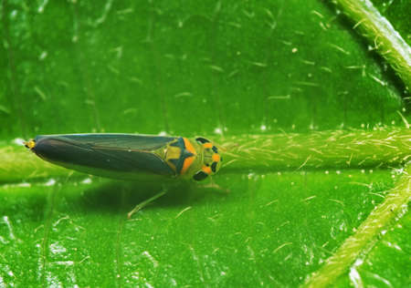 Macro Photography of Little Insect on Green Leaf
