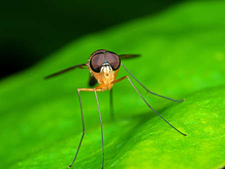 Macro Photography of Orange Robber Fly on Green Leaf