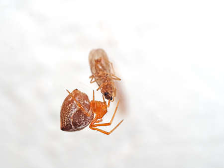 Macro Photography of Orange Spider on Web with Prey Isolated on Backgroundの写真素材