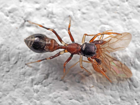 Macro Photography of Ant Mimic Jumping Spider Biting on Prey on White Floor