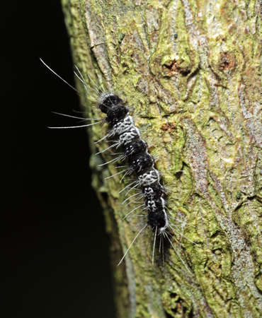 Macro Photography of Black and White Hairy Caterpillar on Trunk of Tree