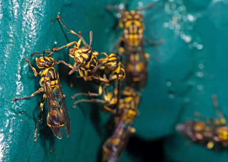 Macro Photography of Wasp on Blue Green Metal Materialの写真素材