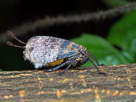 Macro Photography of Leafhopper on Tree Branch