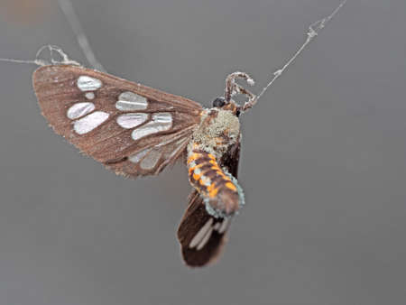 Carcass of Moth Stuck on The Spider Webの写真素材