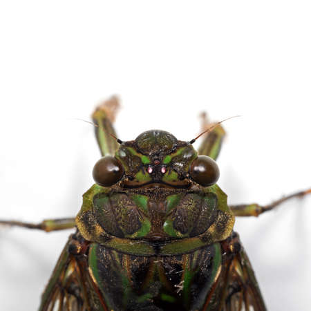 Macro Photography of Cicada Isolated on White Background with Spaceの写真素材