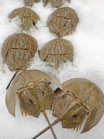 Closeup Shell of Horseshoe Crab on Iceの写真素材