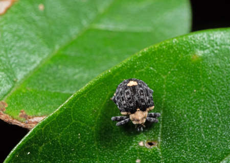 Macro Photography of Little Weevil on Green Leaf