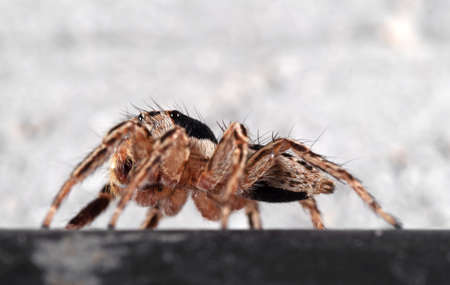 Macro Photography of Jumping Spider Isolated on Background