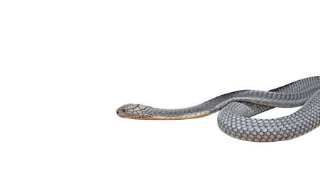 Closeup King Cobra Coiled Isolated on White Background with Space and Clipping Path