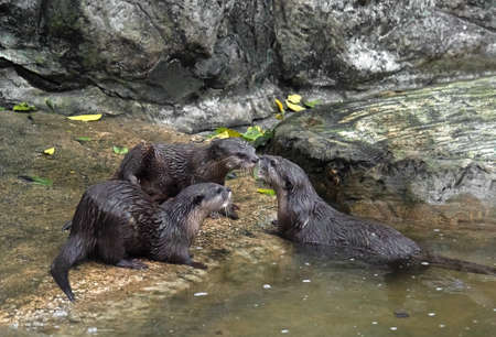 Closeup Three Wet Otters on Nature Background