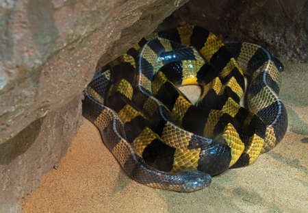 Closeup Banded Krait Snake or Bungarus fasciatus Coiled on The Sand, Selective Focusの写真素材