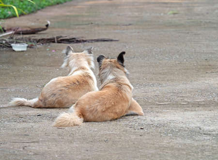 Closeup Two Dogs Lie Down on The Ground