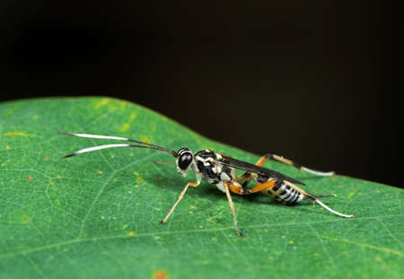 Macro Photography of Ichneumon Wasp with Black and White Antennae on Green Leafの写真素材