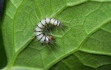 Macro Photography of Black and White Hairy Caterpillar on The Back of Leaf