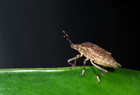 Macro Photography of Shield Bug on The Edge of The Leafの写真素材