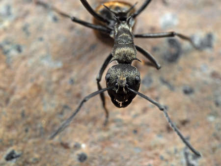 Macro Photography of Polyrhachis Dives Ant on The Groundの写真素材