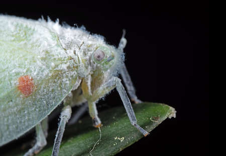 Macro Photography of Moth on Green Leaf Isolated on Black Backgroundの写真素材