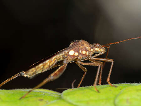 Macro Photography of Brown Insect on Green Leaf, Selective Focus at Head and Antennaの写真素材