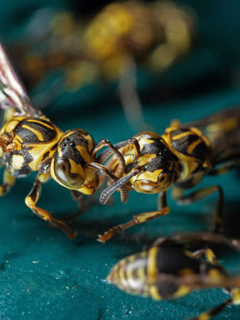 Macro Photography of Two Wasps on Blue Green Metal Materialの写真素材