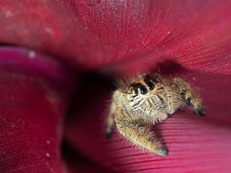 Macro Photography of Jumping Spider on Red Leaf