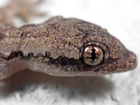 Macro Photography of Eye of Mediterranean House Gecko on White Floorの写真素材