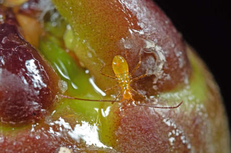 Tiny Yellow Insect on Flower Bud