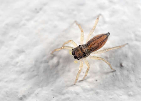 Macro Photography of Tiny Jumping Spider Isolated on White Wall