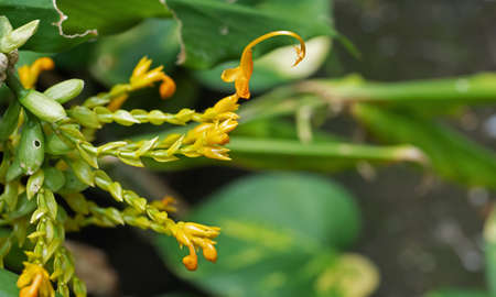 Closeup Dancing Ladies Ginger Flowers Isolated on Nature Backgroundの写真素材