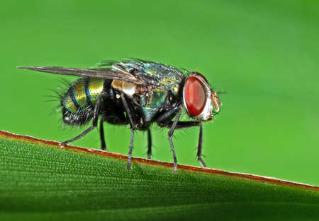 Macro Photography of Blow Fly on Green Leaf Isolated on Backgroundの写真素材