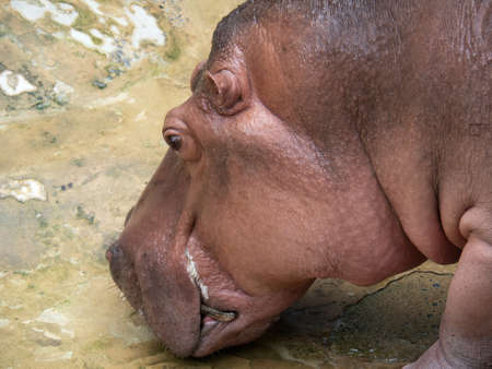 Closeup Head of Hippopotamus on Nature Background
