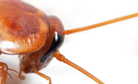 Macro Photography of Head of Cockroach Isolated on White Backgroundの写真素材