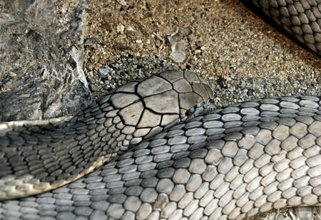 Closeup King Cobra Lie Down on sand and stone