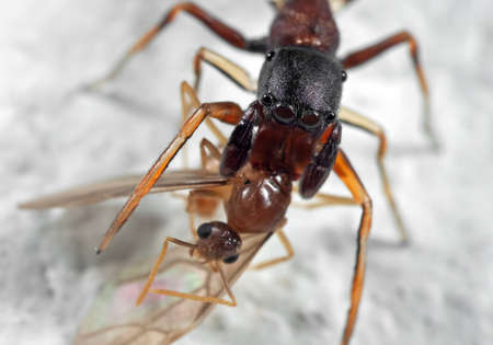 Macro Photography of Ant Mimic Jumping Spider Biting onTorso of Prey on White Floorの写真素材