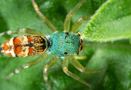 Macro Photography of Colorful Jumping Spider on Green Leafの写真素材