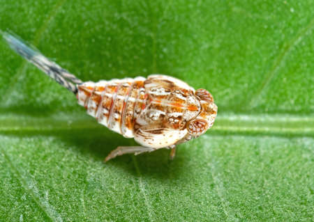 Macro Photography of Planthopper on Green Leaf