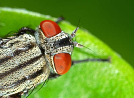 Macro Photography of Housefly on Green Leaf