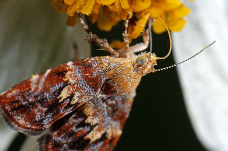 Macro Photography of Moth Sucking Nectar from Flower