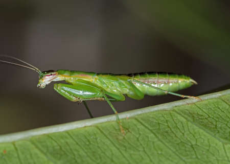 Macro Photography of Praying Mantis on Green Leaf