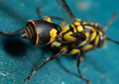 Macro Photography Abdomen and Stinger of Wasp on Turquoise Floorの写真素材