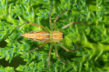 Macro Photography of Jumping Spider on Leaves of Chinese Arborvitae Tree