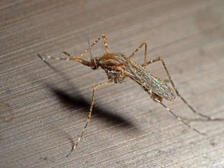 Macro Photography of Mosquito on The Floorの写真素材