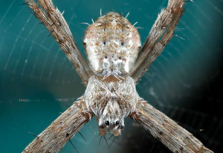 Macro Photography of St Andrew's Cross Spider on Web Isolated on Backgroundの写真素材
