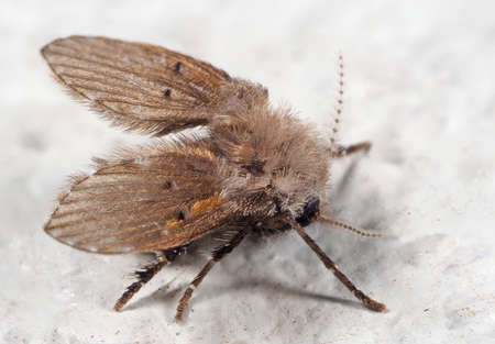 Macro Photography of Drain Fly on White Floor