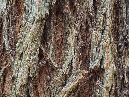 Macro Photography of Textured of Tree Bark for Backgroundの写真素材